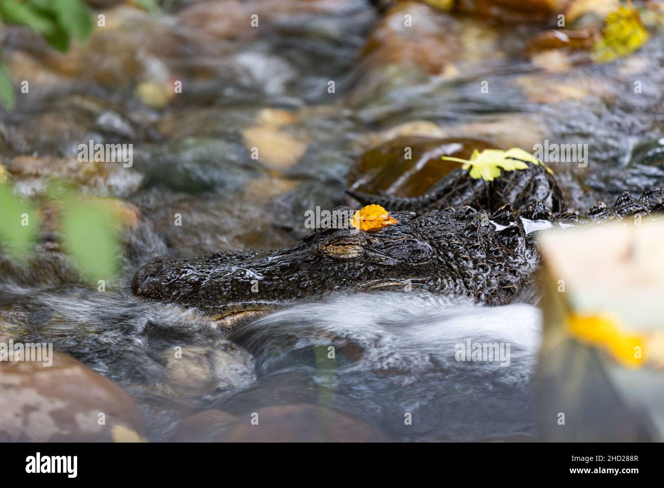 Gros plan d'un crocodile géant dans la rivière Banque D'Images