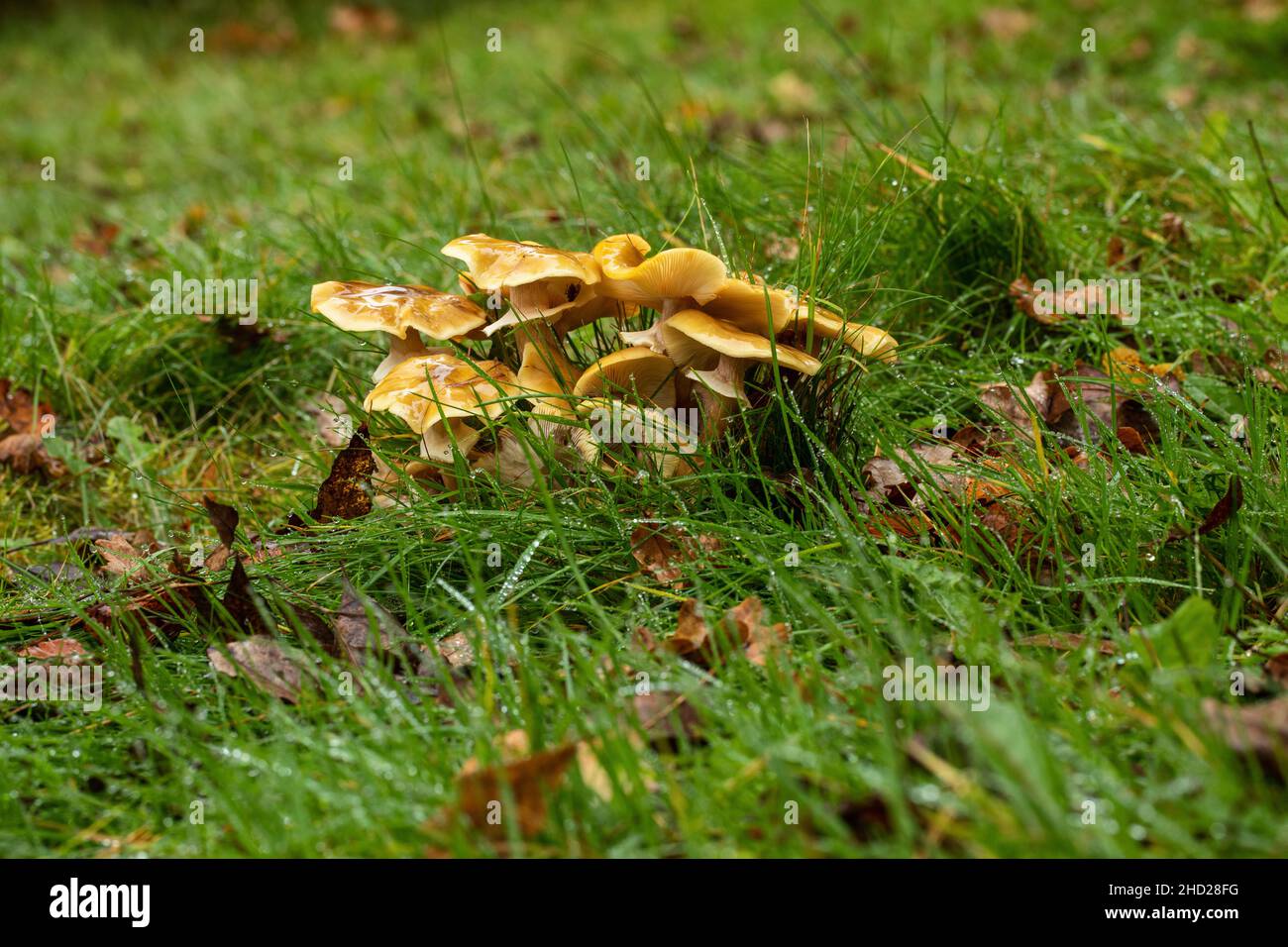 Une souche de champignons sauvages humides trouvés dans un champ de Wiltshire en novembre après plusieurs jours de pluie, Wiltshire, Angleterre, Royaume-Uni Banque D'Images