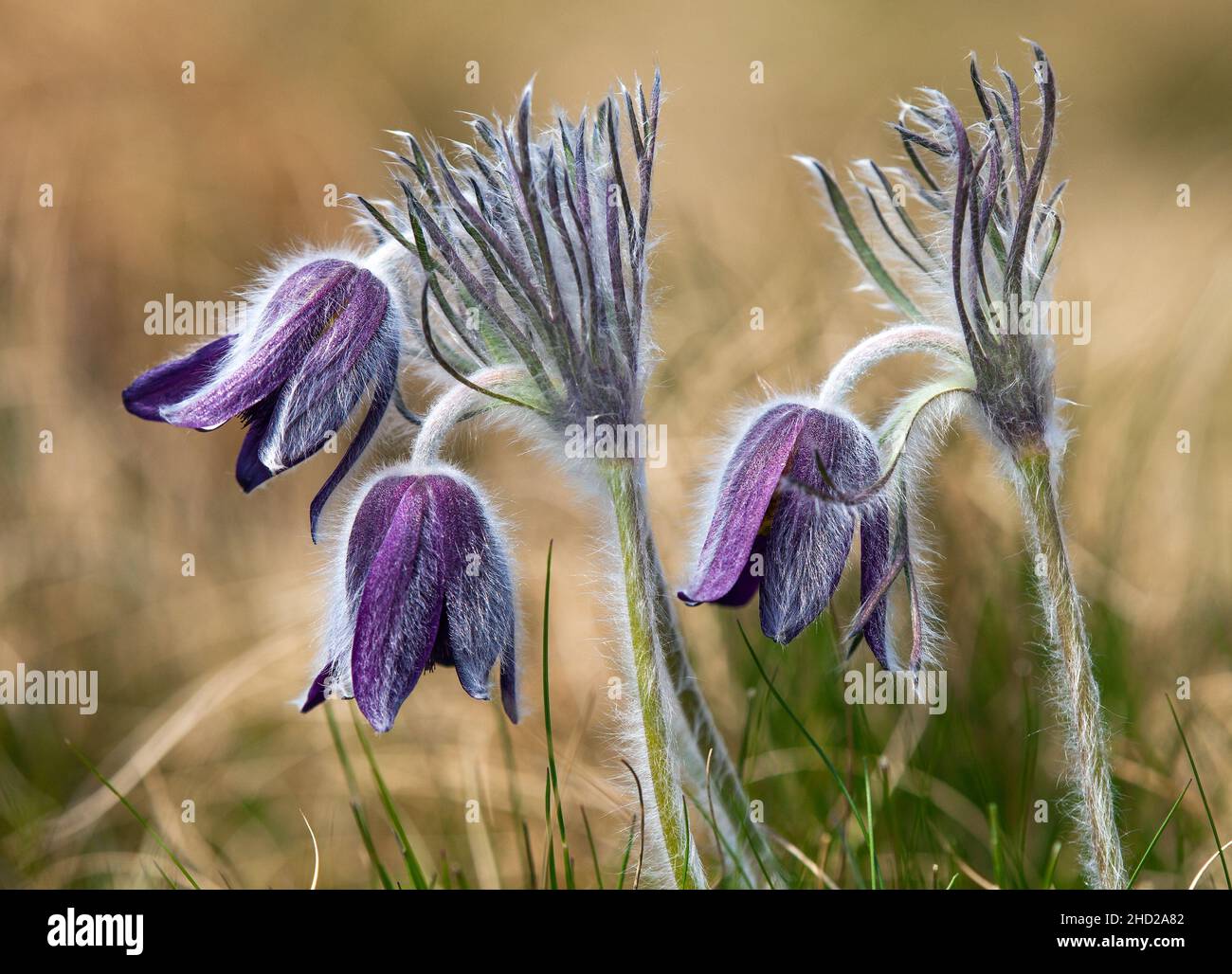 Pasqueflower.Belle fleur de petite fleur de pasque ou de paqueflower sur la prairie à fleurs en latin Pulsatilla pratensis Banque D'Images