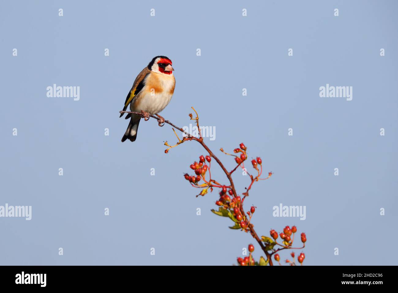 Un Goldfinch adulte européen (Carduelis carduelis) perché ouvertement sur une brousse à Suffolk, au Royaume-Uni Banque D'Images