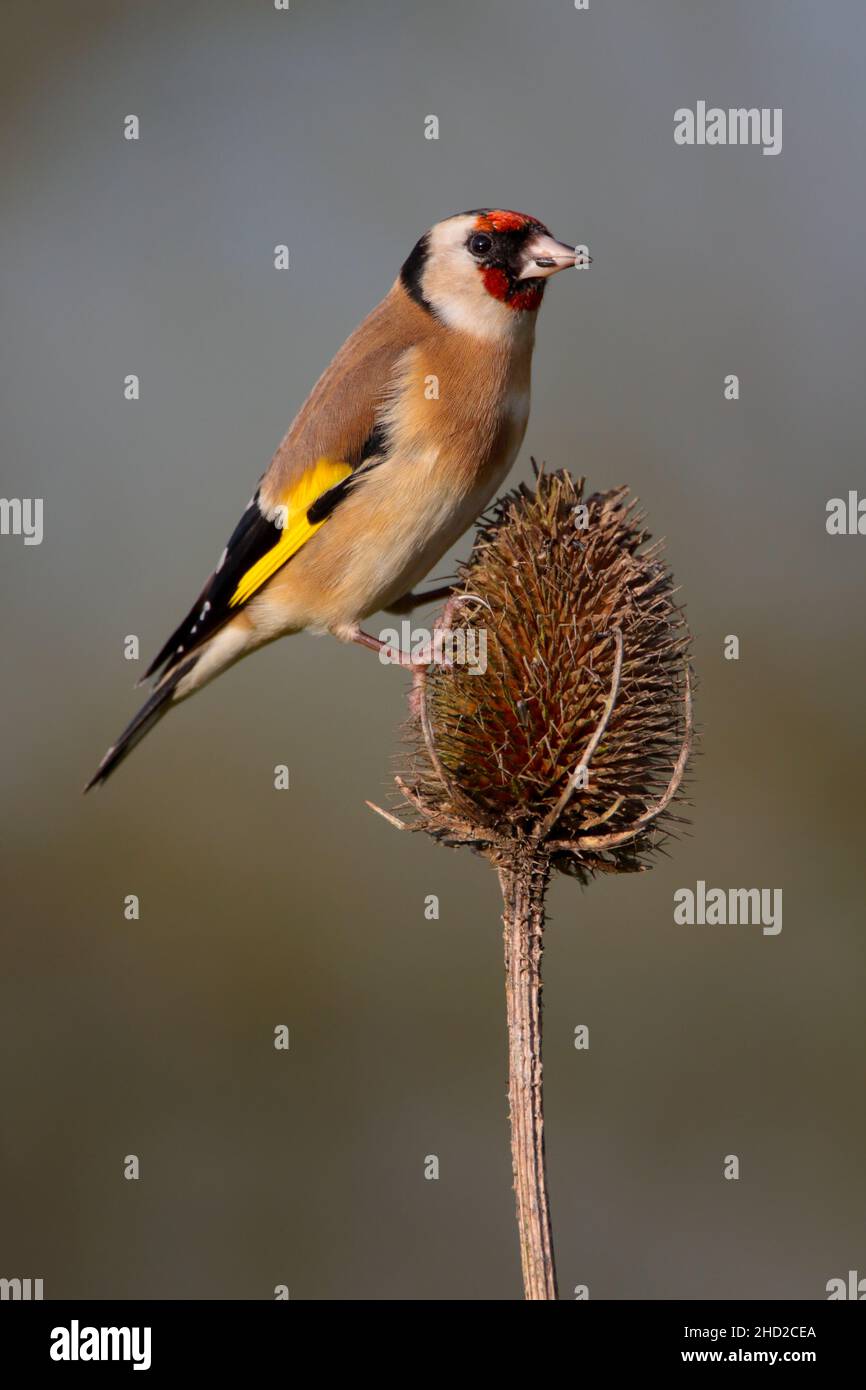 Une femelle adulte de l'Europe Goldfinch (Carduelis carduelis) se nourrissant d'une cuillerée à thé à Suffolk, au Royaume-Uni, en hiver Banque D'Images