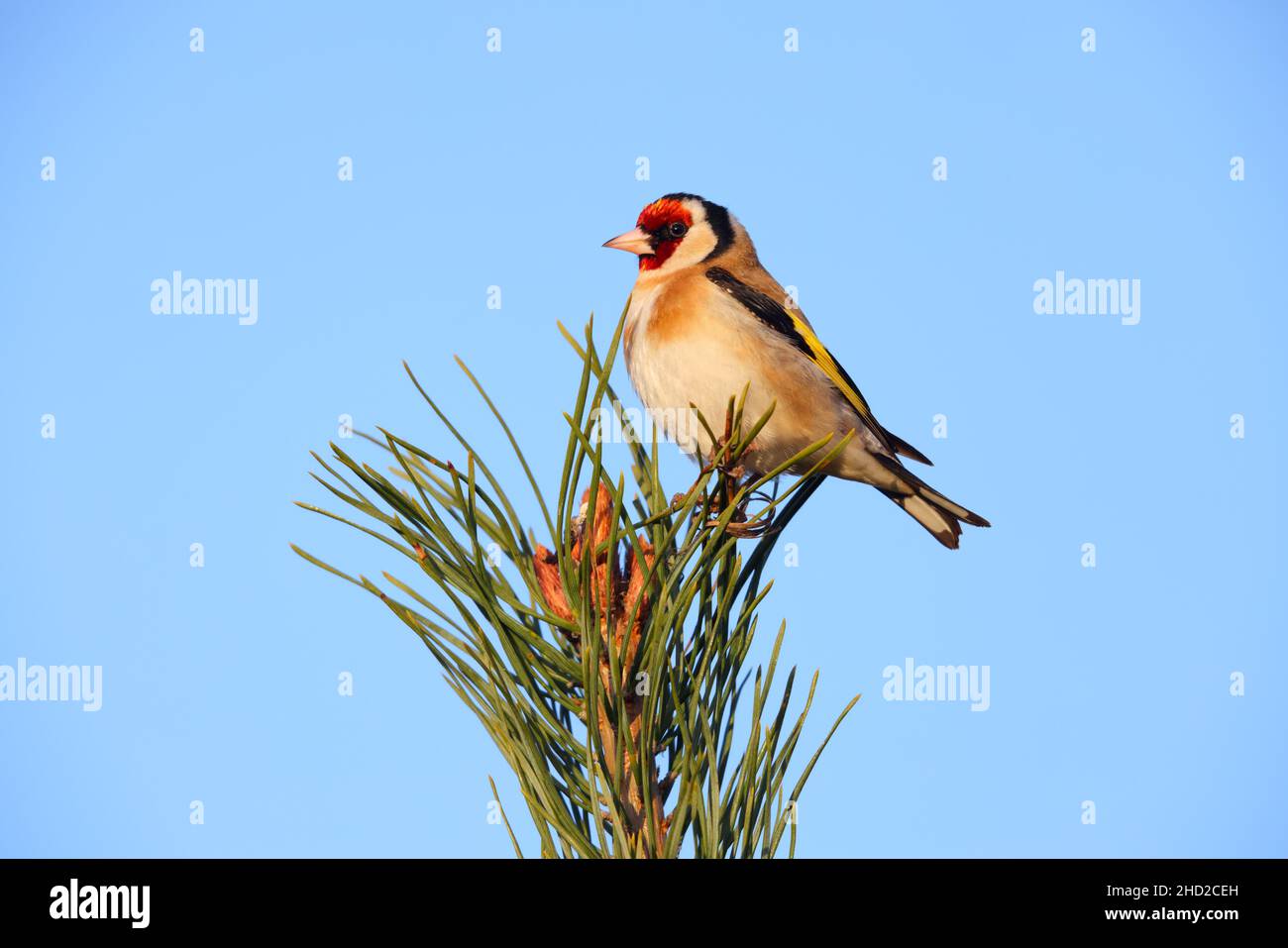Un Goldfinch adulte européen (Carduelis carduelis) perché ouvertement sur une brousse à Suffolk, au Royaume-Uni Banque D'Images