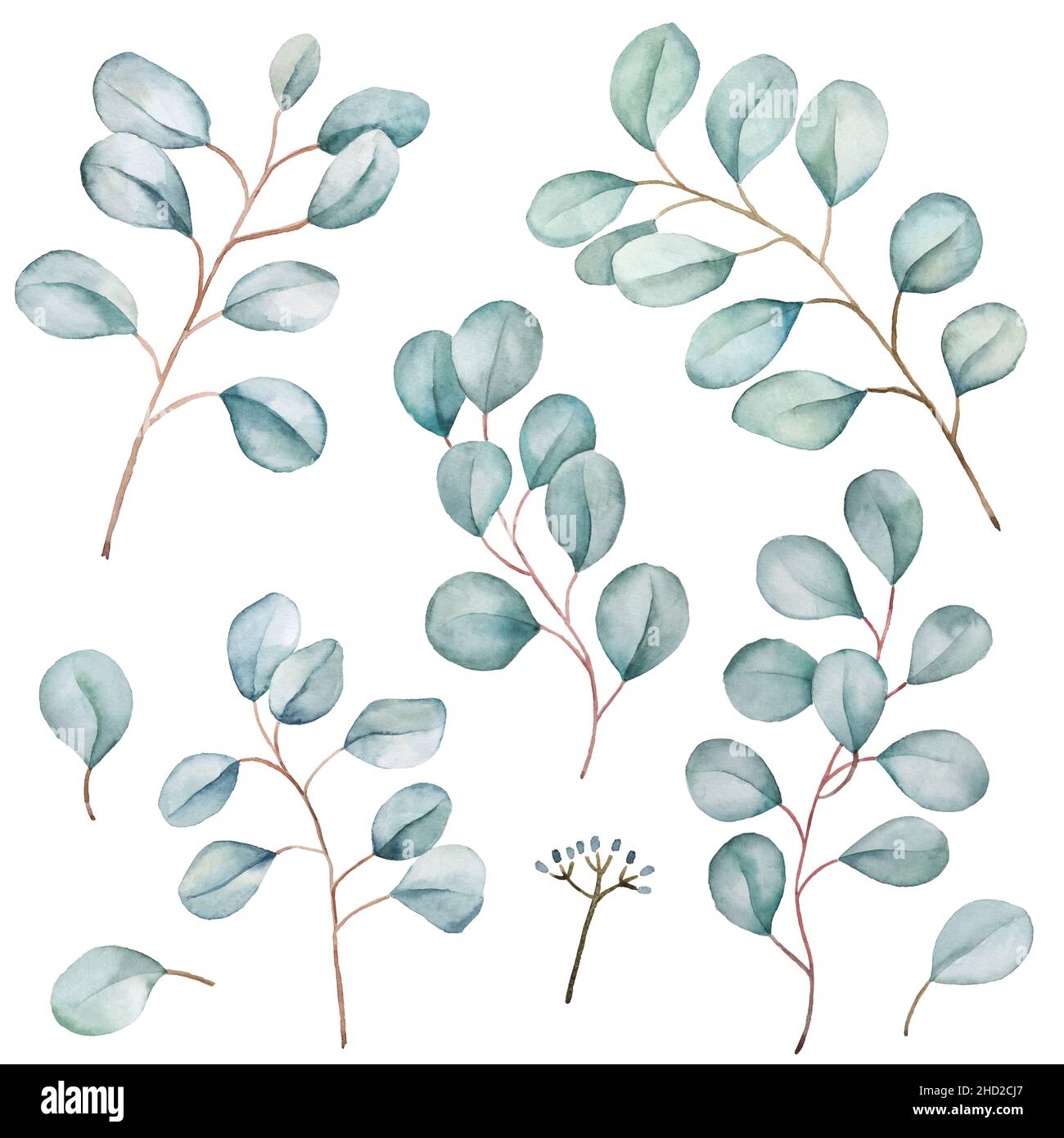 Ensemble de branches florales à motif eucalyptus.Vert argenté feuilles  clipart isolé sur blanc.Illustration aquarelle pour mariage, salutations,  fonds d'écran Photo Stock - Alamy