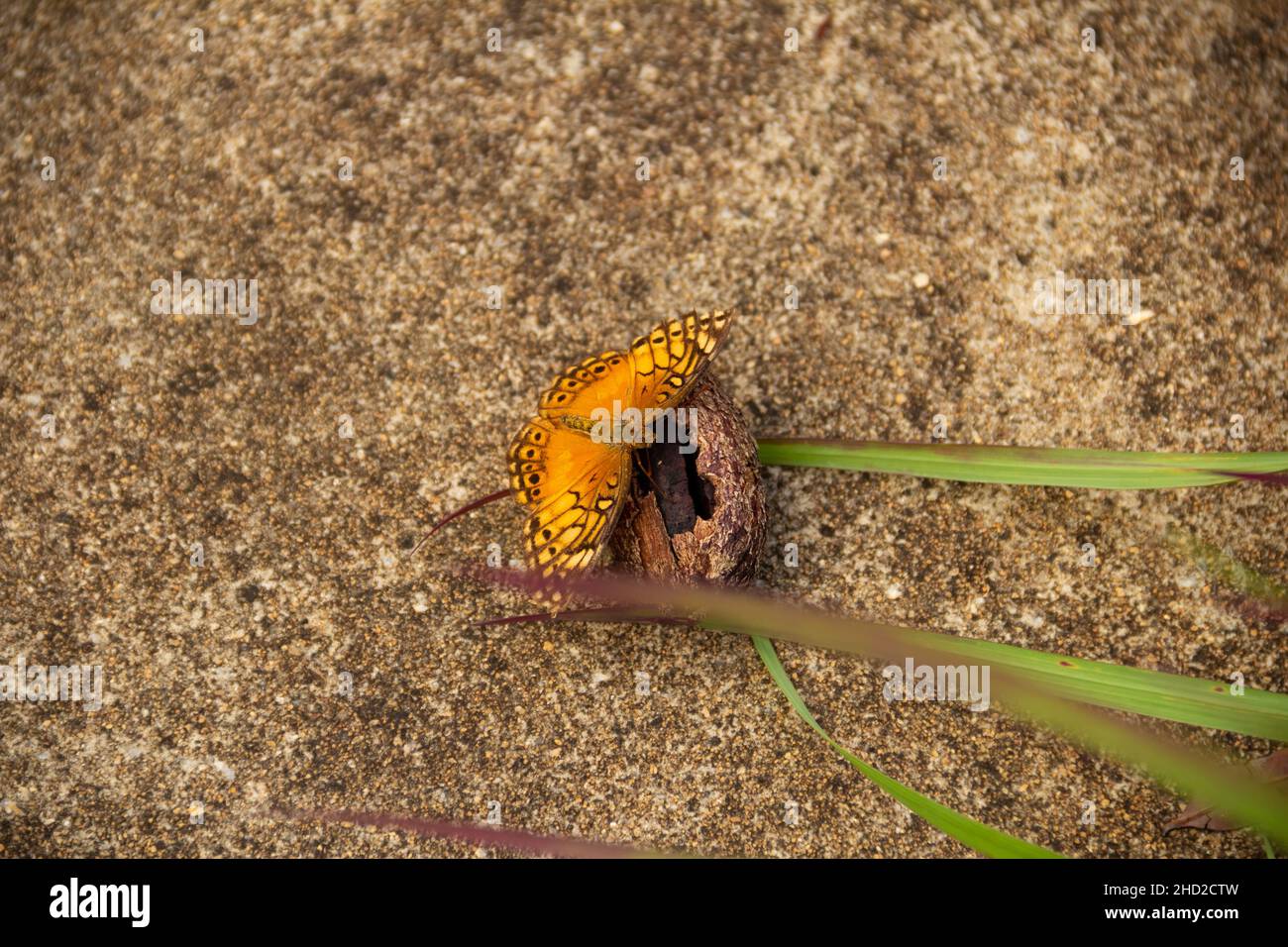 Goias, Brésil – 02 janvier 2022 : papillon orange sur une coquille de châtaignier sur le sol en béton et quelques feuilles d'herbe. Banque D'Images