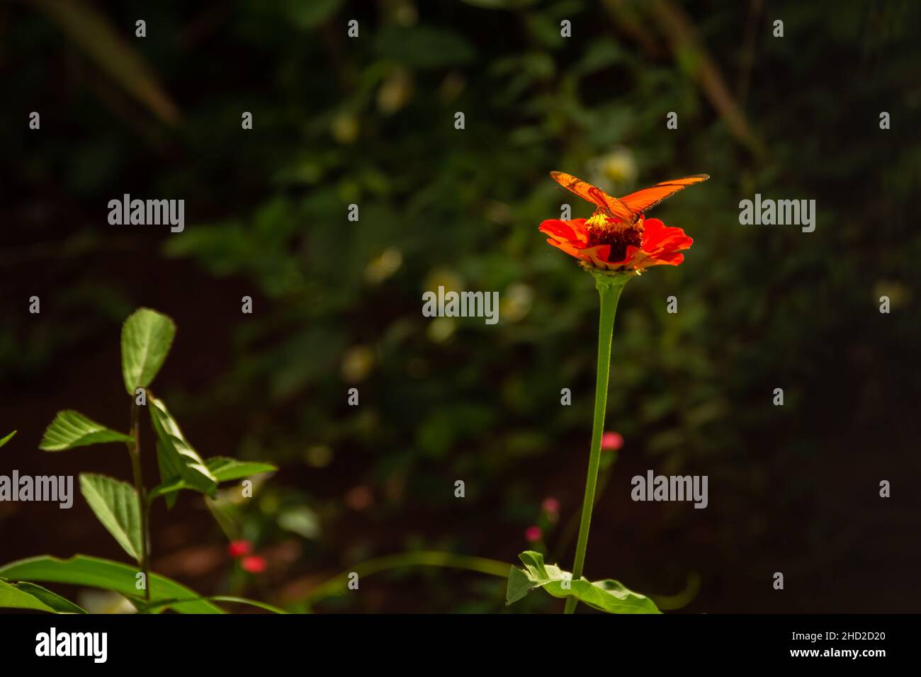 Goias, Brésil – 02 janvier 2022 : papillon orange sur une fleur dans un jardin.Mise au point sélective. Banque D'Images