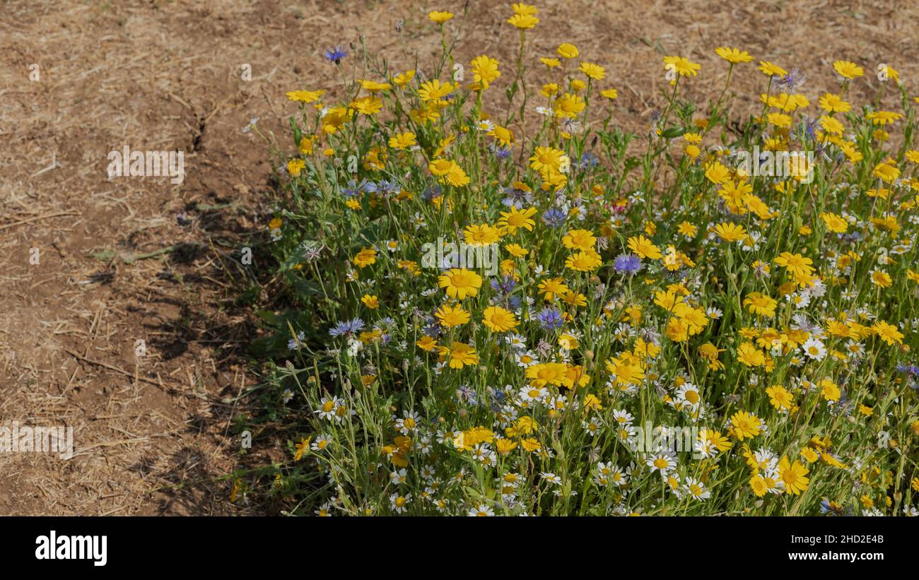 Belles fleurs sauvages dans un pré contre la terre sèche fissurée où rien ne pousse Banque D'Images
