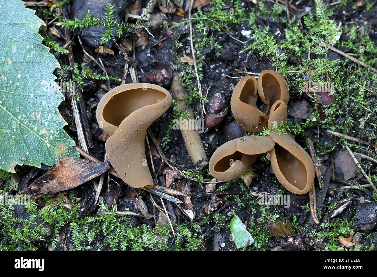 Comment On Dit Champignon En Anglais Discomycètes Banque de photographies et d'images à haute résolution - Alamy