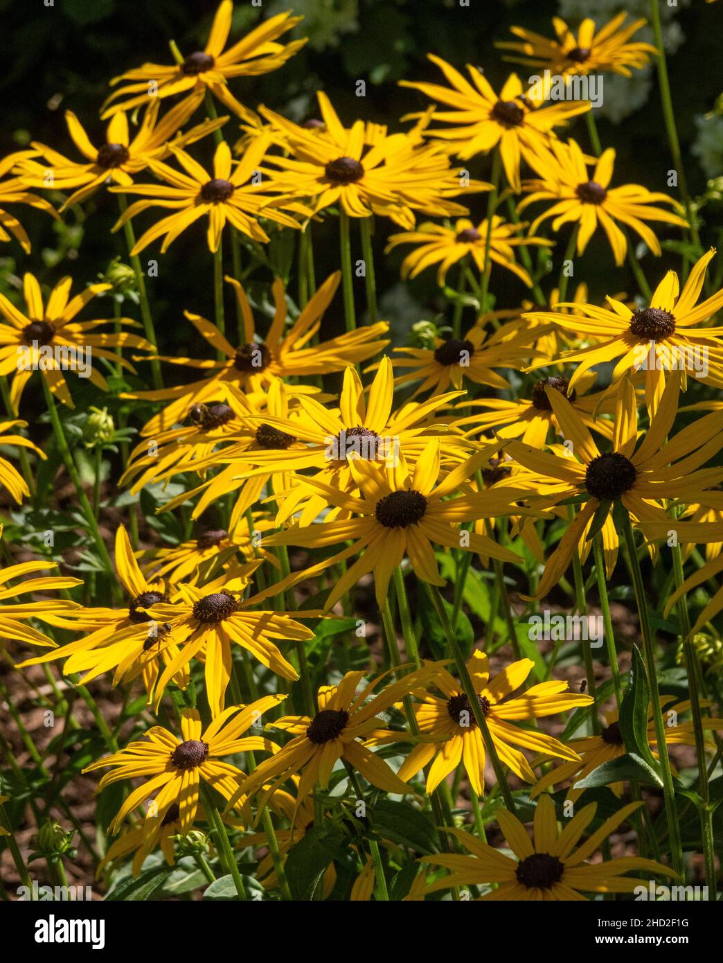 Rudbeckia Goldsturm, une variété jaune vif, Rudbeckia fulgida var. Sullivantii «Goldsturm» Banque D'Images