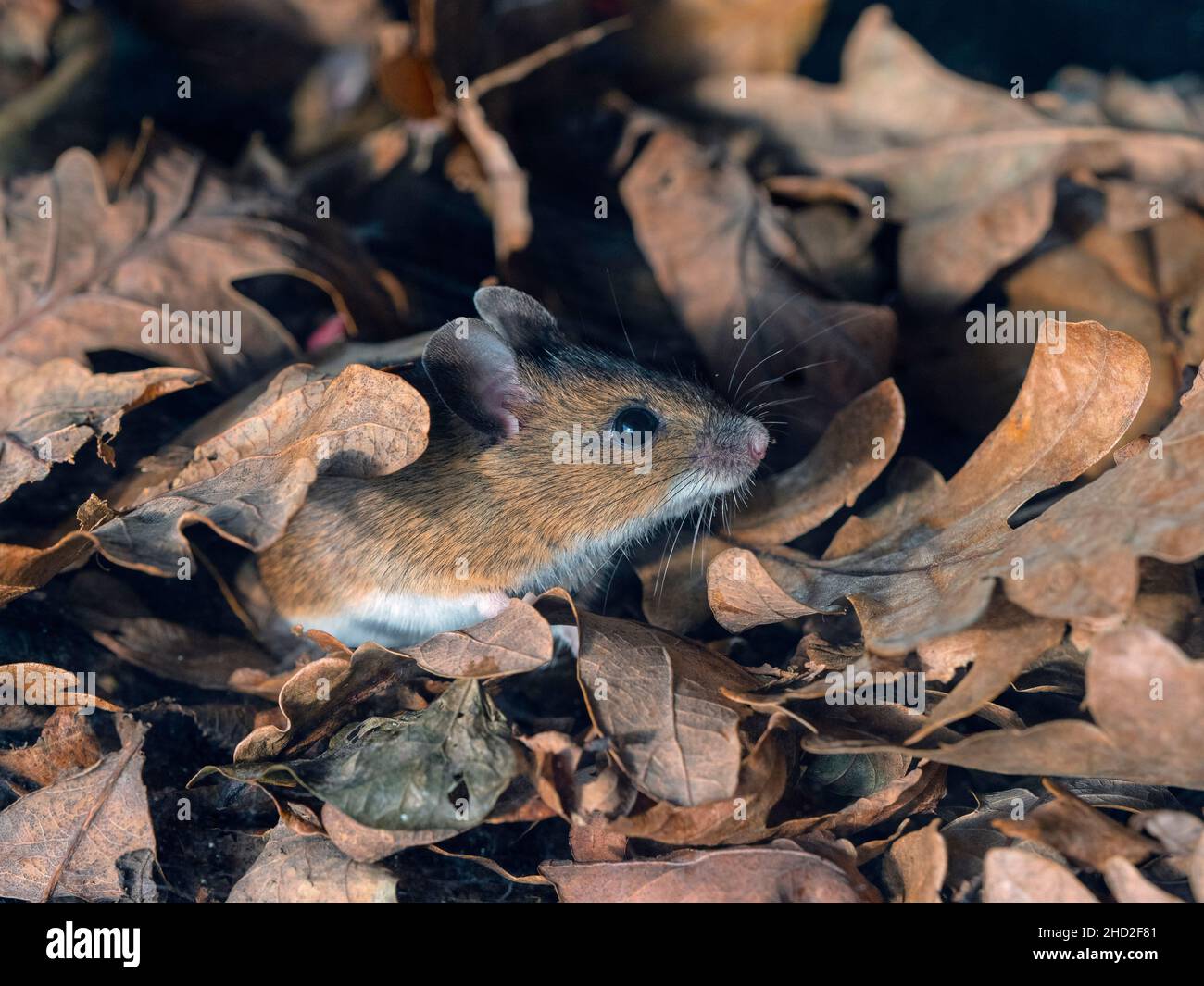 Apodemus sylvaticus souris bois Banque D'Images