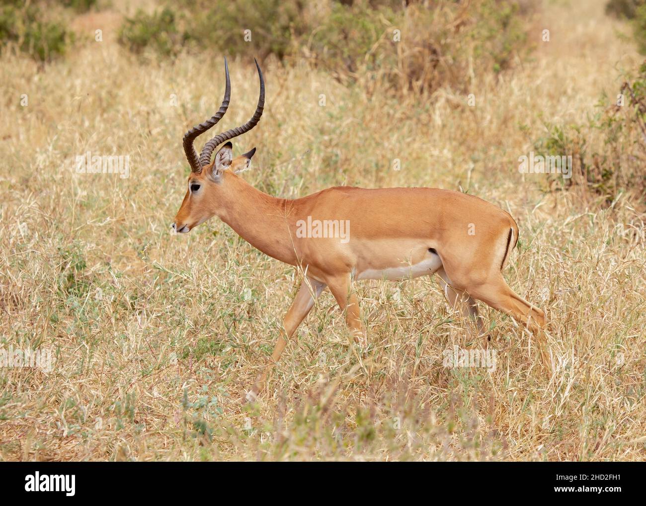 Impala (Aepyceros melampus) marche, Parc national de Tarangire, Tanzanie, Afrique Banque D'Images