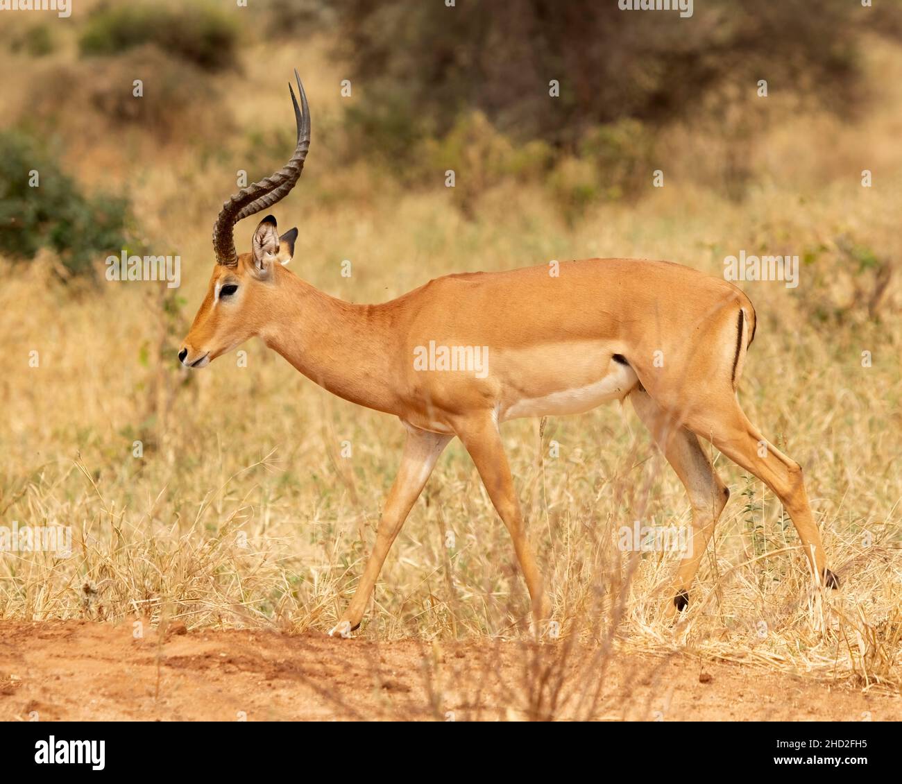 Impala (Aepyceros melampus) marche, Parc national de Tarangire, Tanzanie, Afrique Banque D'Images