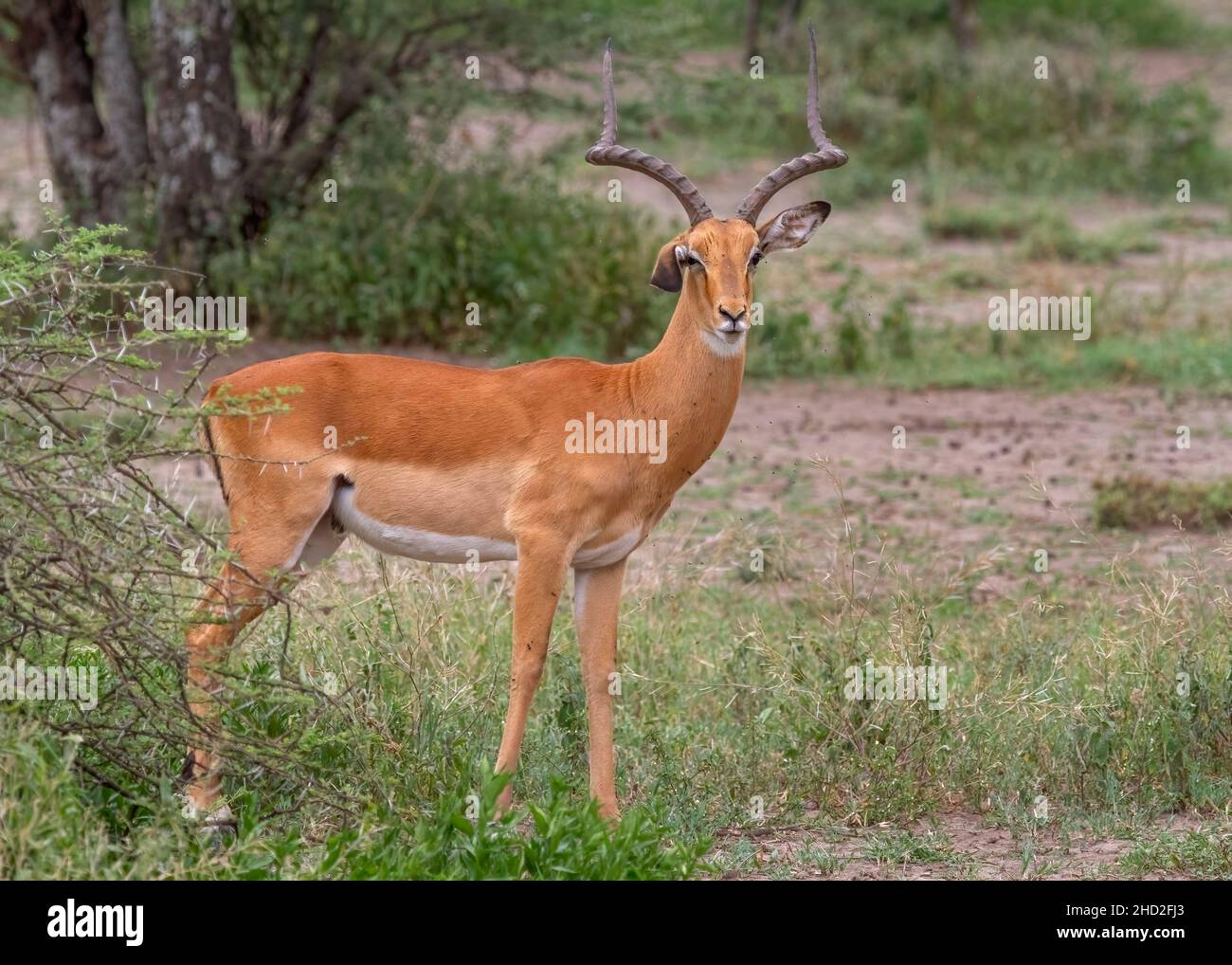 Homme Impala (Aepyceros melampus) debout regardant la caméra, Parc national de Serengeti, Tanzanie, Afrique Banque D'Images