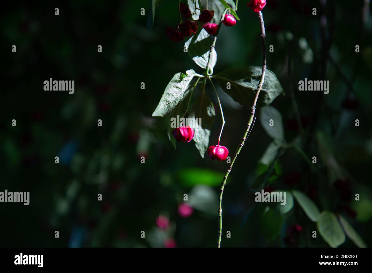 L'arbre de broche en cascade rouge (Euonymus europaeus 'Red Cascade') est une plante ornementale populaire dans les jardins et les parcs.En été, il produit du rouge vif Banque D'Images