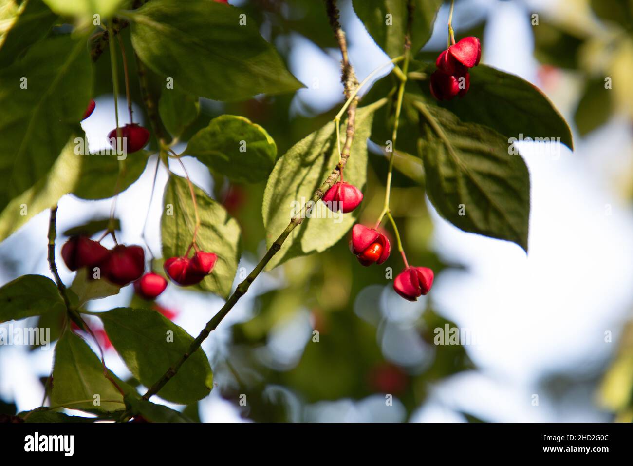 L'arbre de broche en cascade rouge (Euonymus europaeus 'Red Cascade') est une plante ornementale populaire dans les jardins et les parcs.En été, il produit du rouge vif Banque D'Images