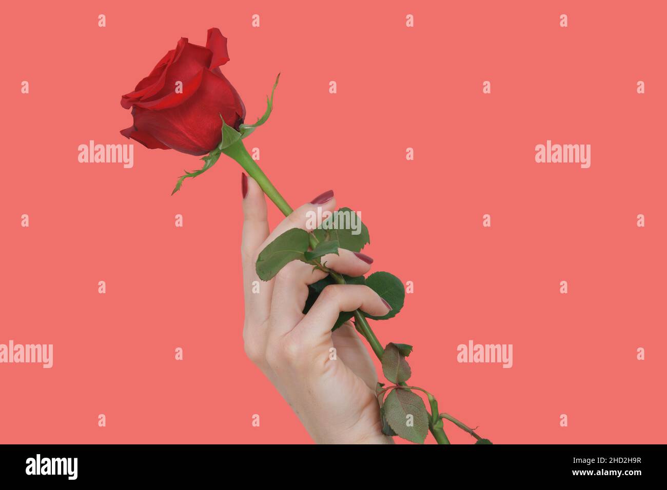 Une main avec de beaux ongles rouges tenant une rose rouge sur un fond rose Banque D'Images