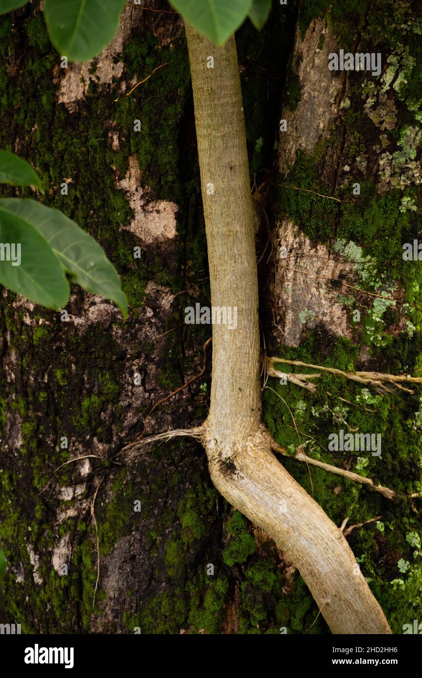 Goias, Brésil – 02 janvier 2022 : fusion d'une plante parasite clouée au tronc d'un autre arbre. Banque D'Images