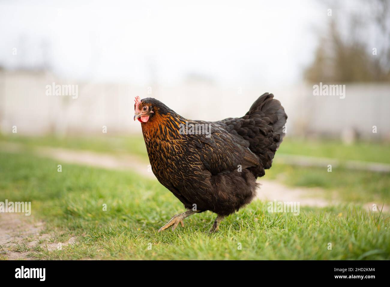 Poule noire dans la cour verte.La vie des poulets domestiques. Banque D'Images