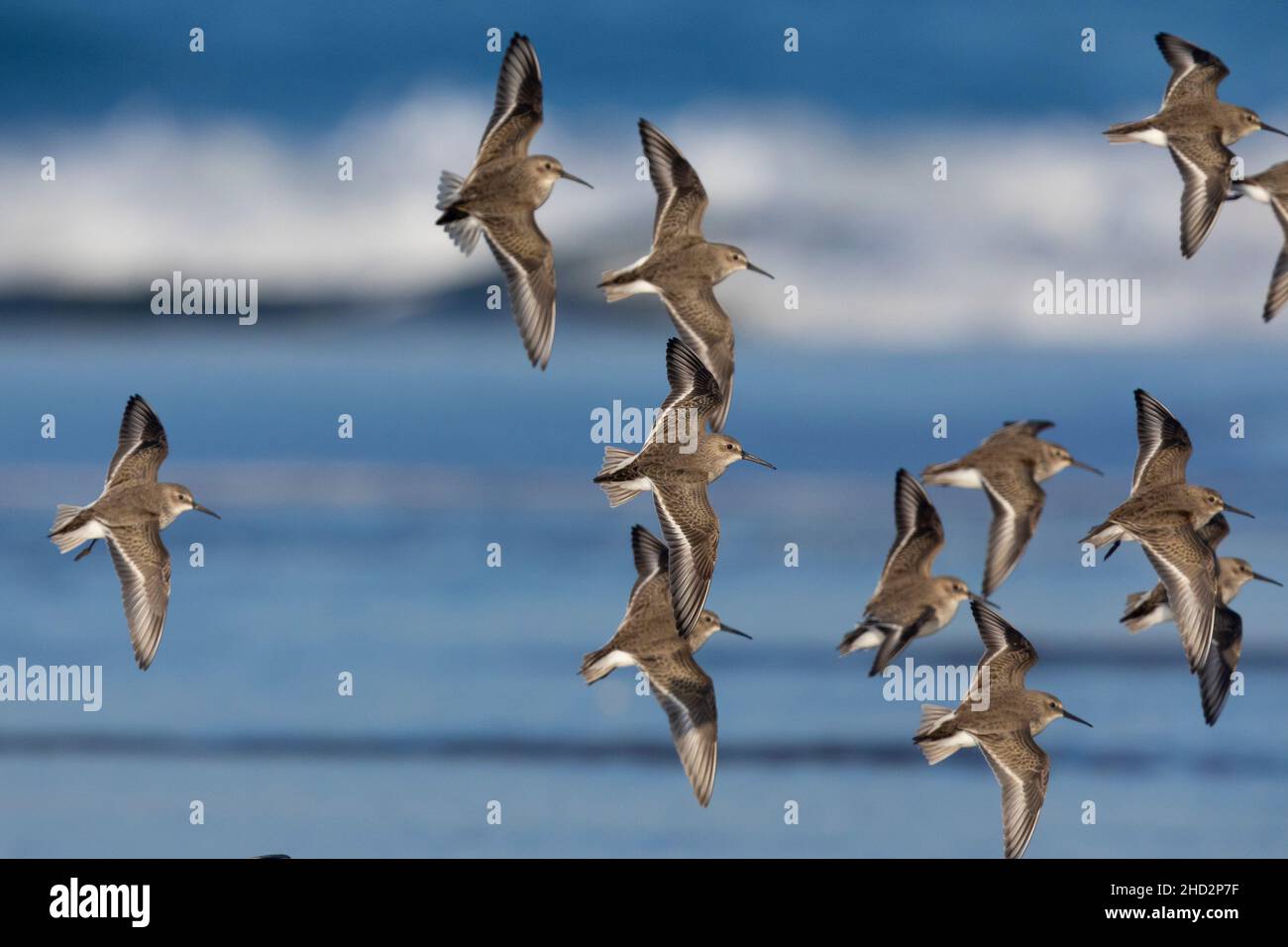Dunlin (Calidris alpina), affluent en vol, Campanie, Italie Banque D'Images