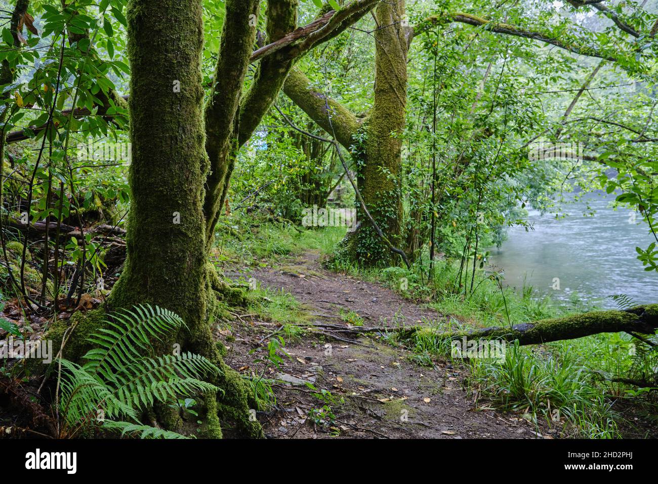 Sentier dans une vieille forêt de verdure, moussée, au bord d'une rivière Banque D'Images