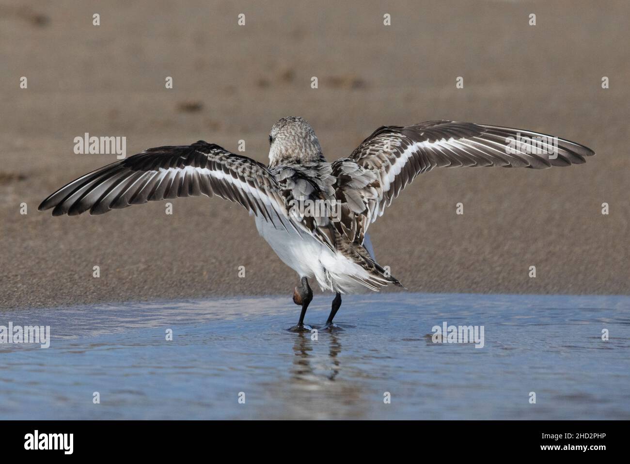 Sanderling (Calidris alba), vue latérale d'un mineur vu de l'arrière, Campanie, Italie Banque D'Images