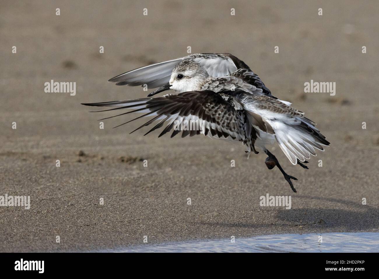 Sanderling (Calidris alba), vue latérale d'un mineur au décollage, Campanie, Italie Banque D'Images