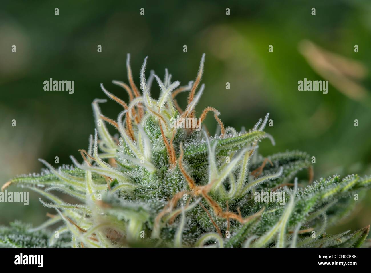 Macro détail d'un bourgeon d'une plante de cannabis de Big Bud sur fond vert Banque D'Images