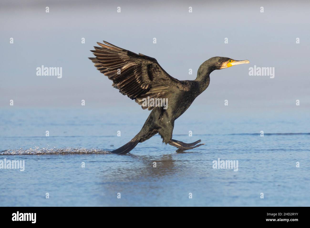 Grand Cormorant (Phalacrocorax carbo sinensis), vue latérale d'un débarquement adulte, Campanie, Italie Banque D'Images