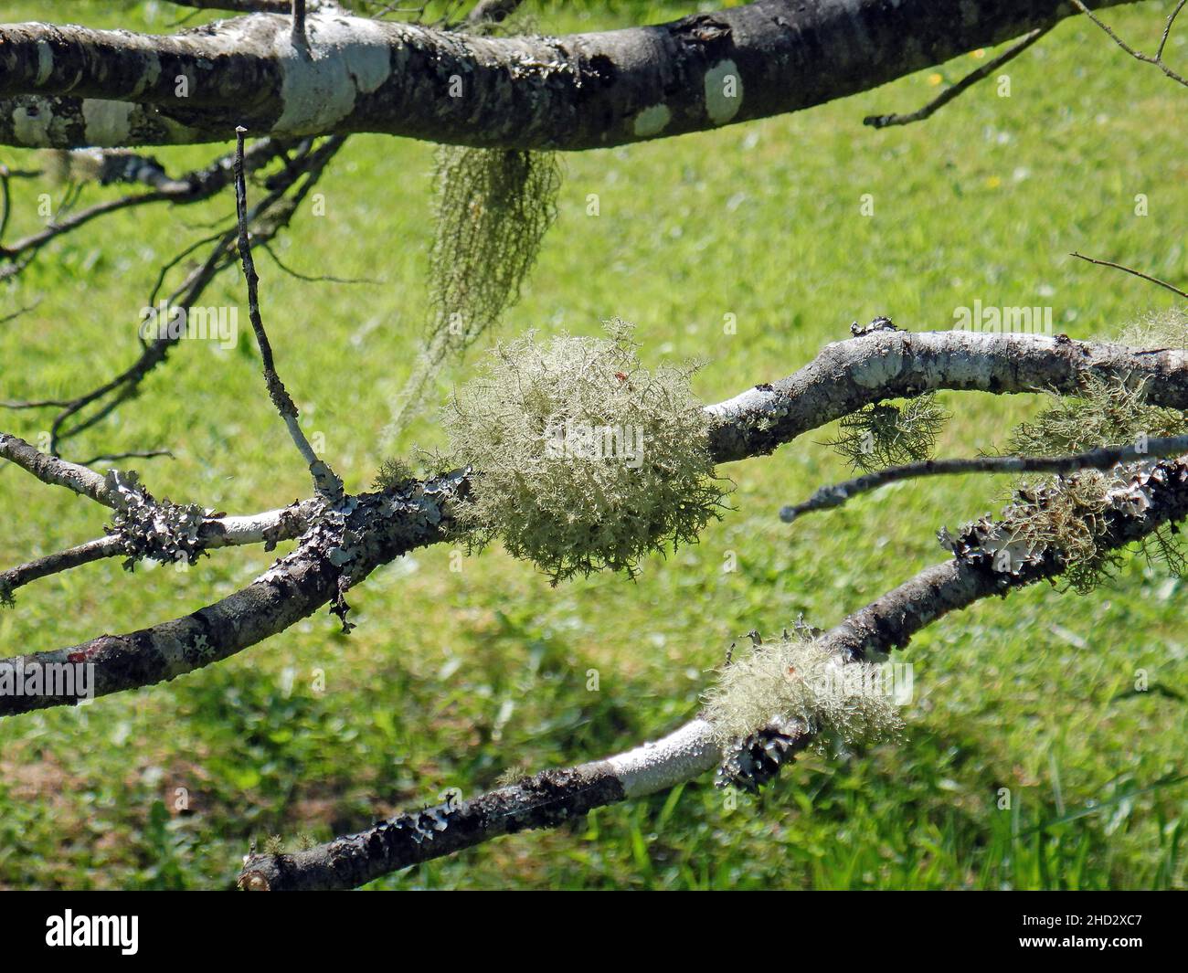 Gros plan de la mousse et du lichen sur les branches Banque D'Images