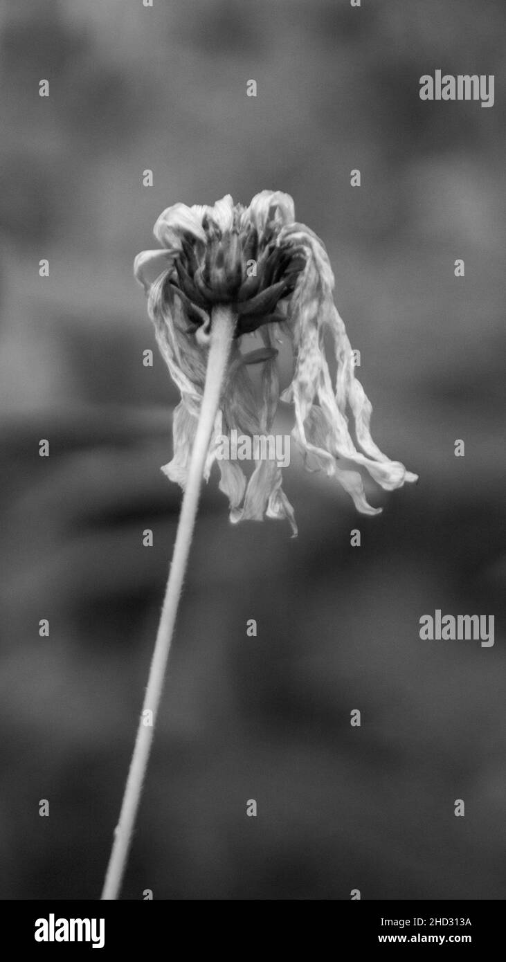 Dandelion mort Noir et blanc Banque D'Images