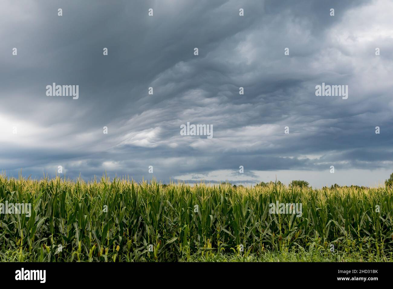 Orage nuages dans le ciel au-dessus du champ de maïs.Le concept de l'assurance-récolte, des dommages causés par les tempêtes et de la sécheresse. Banque D'Images