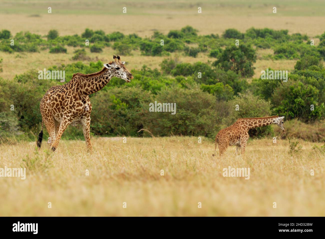 Masaai Giraffe - Giraffa tippelskirchi aussi Maasai ou Kilimanjaro girafe, la plus grande girafe, originaire d'Afrique de l'est, du Kenya et de Tanzanie, irr distinctif Banque D'Images