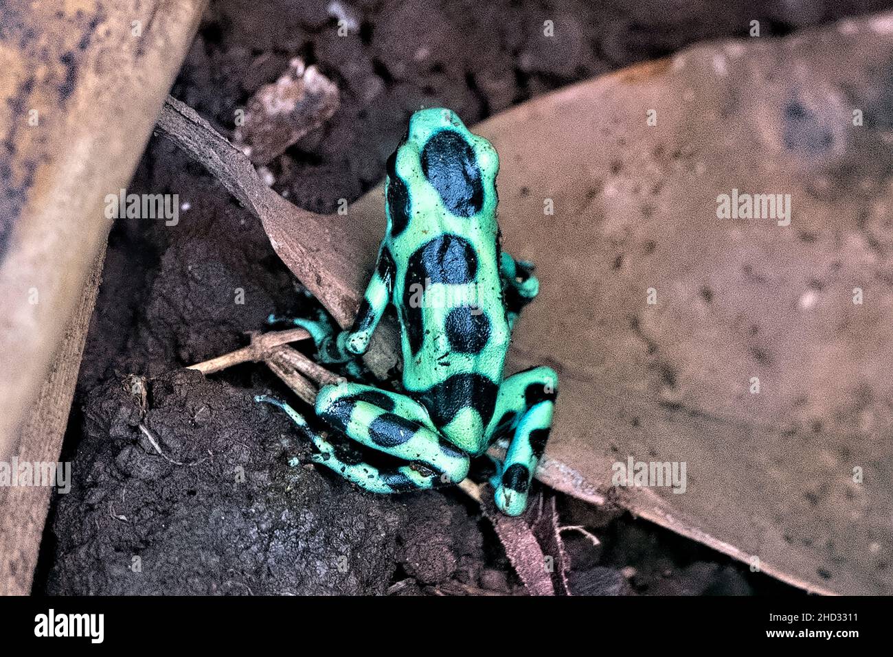 Grenouille verte et noire (Dendrobates auratus), Réserve forestière de Monteverde, Costa Rica Banque D'Images
