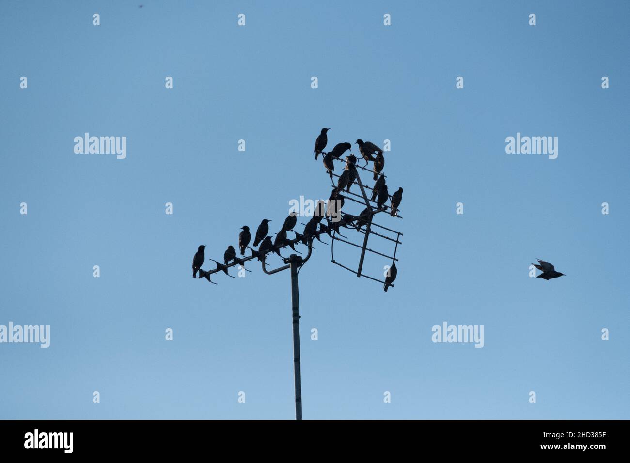 Troupeau d'oiseaux perchés sur une antenne TV, dont l'un vole loin Banque D'Images