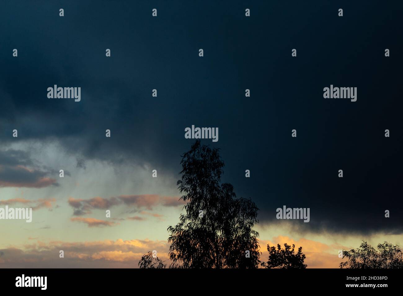 Gros plan d'un arbre avec vue sur un magnifique coucher de soleil Banque D'Images