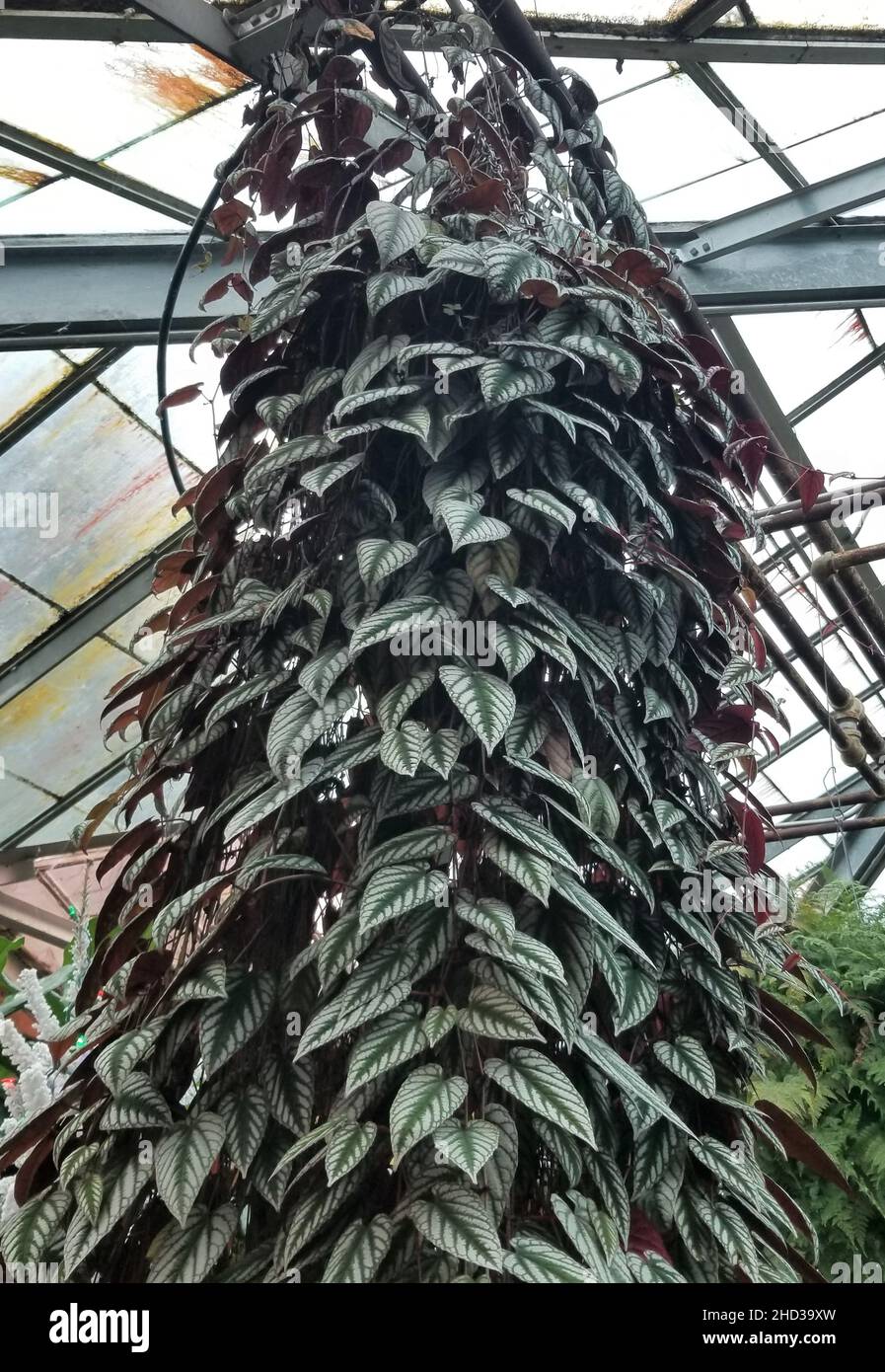 Belle plante tropicale d'escalade de Cissus se décolorer avec des feuilles variégées Banque D'Images