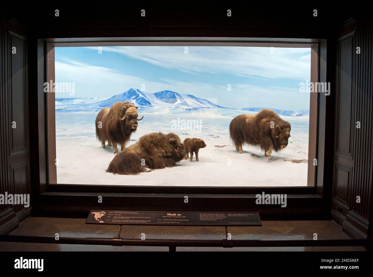 Exposition de diorama avec Musk Ox au Musée d'Histoire naturelle de Los Angeles, Californie, États-Unis Banque D'Images