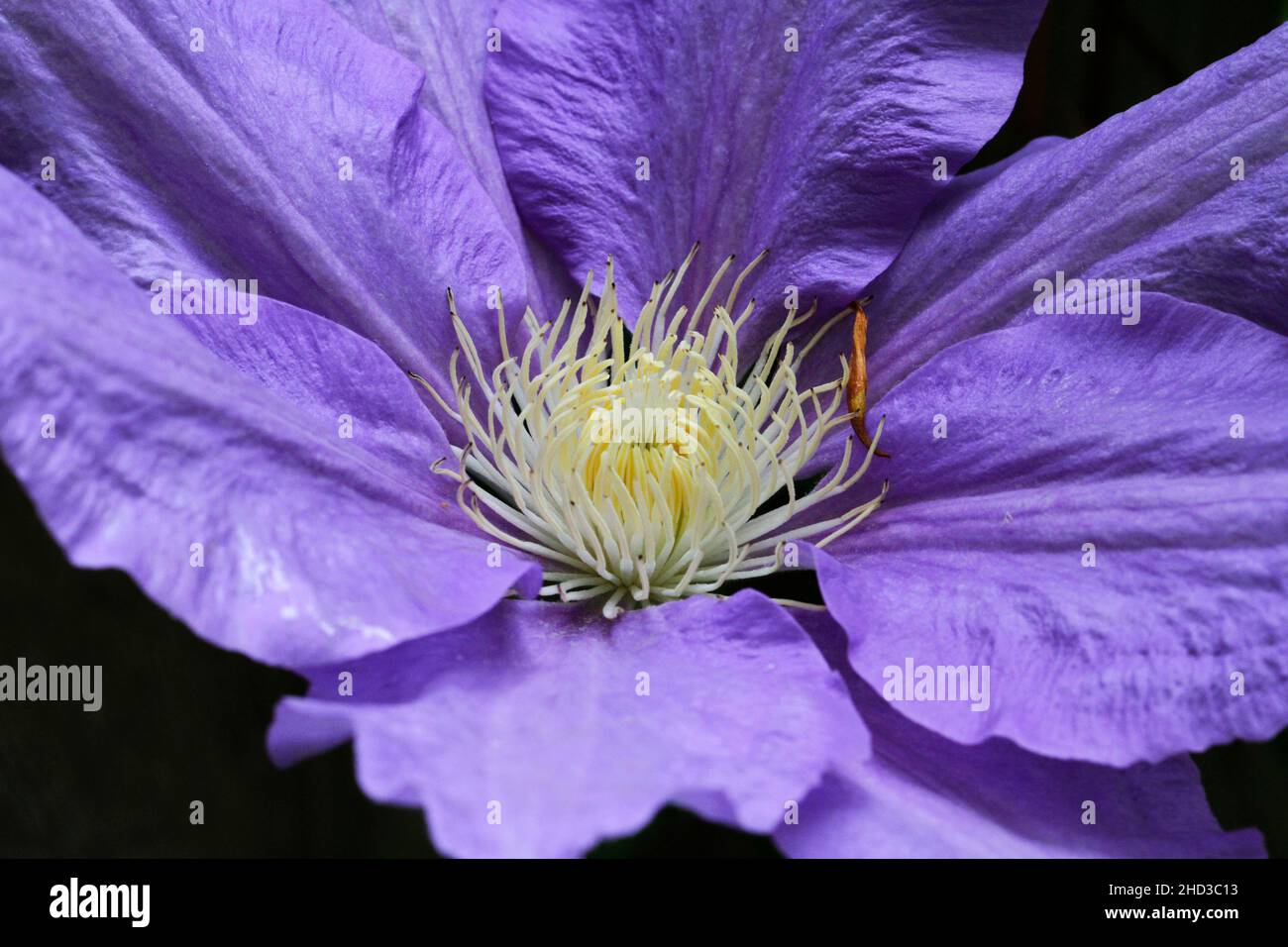 Un gros plan d'une fleur pourpre d'une plante/vigne cultivée de clématis dans un jardin à Nanaimo, île de Vancouver, C.-B., Canada en juin Banque D'Images