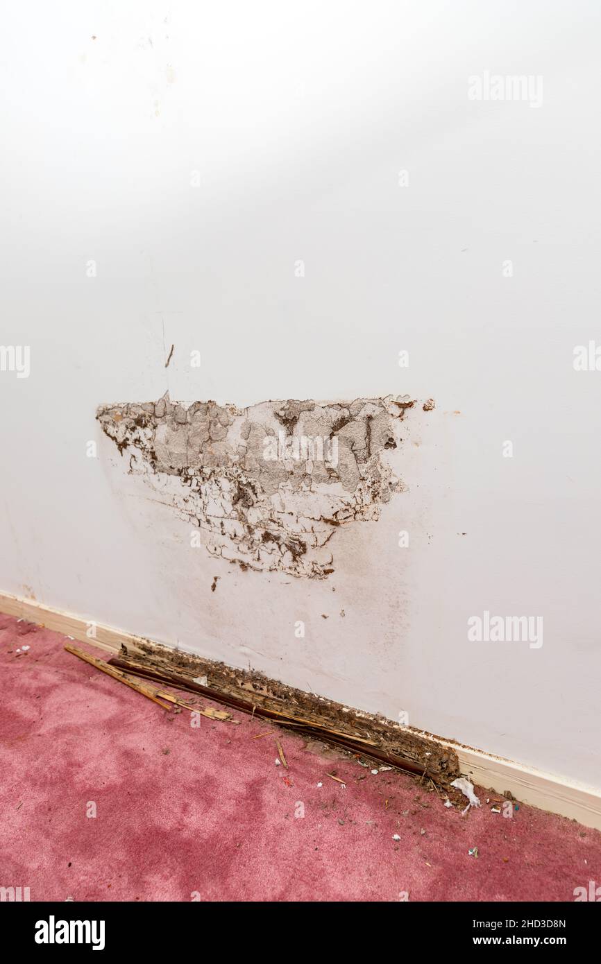 Mur et plinthe de la maison montrant des dommages à la termite et à l'eau Banque D'Images