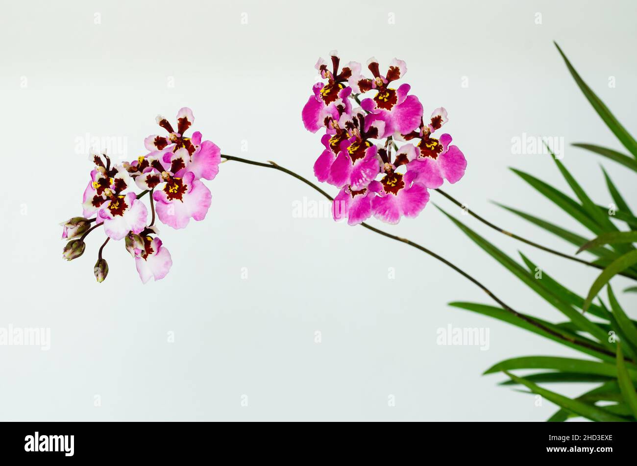Deux branches de l'Orchidée Dancing Lady Rose en fleurs (Oncidium Varicosum, Oncidium Goldiana) avec ses feuilles sur fond blanc. Banque D'Images