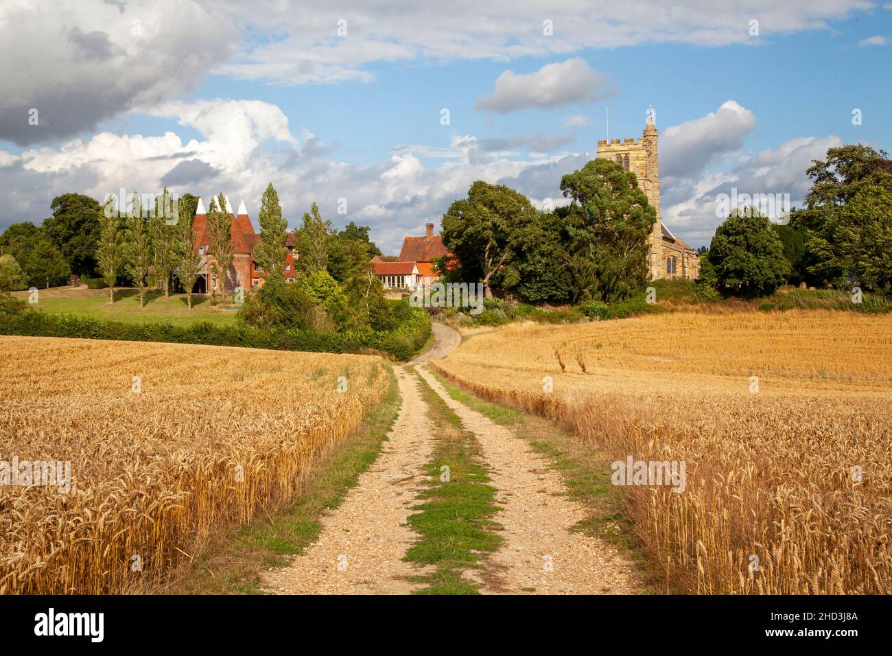 Ferme à travers les champs de blé jusqu'aux maisons Oast et à l'église St Margare, Horsmonden, Kent, Royaume-Uni Banque D'Images