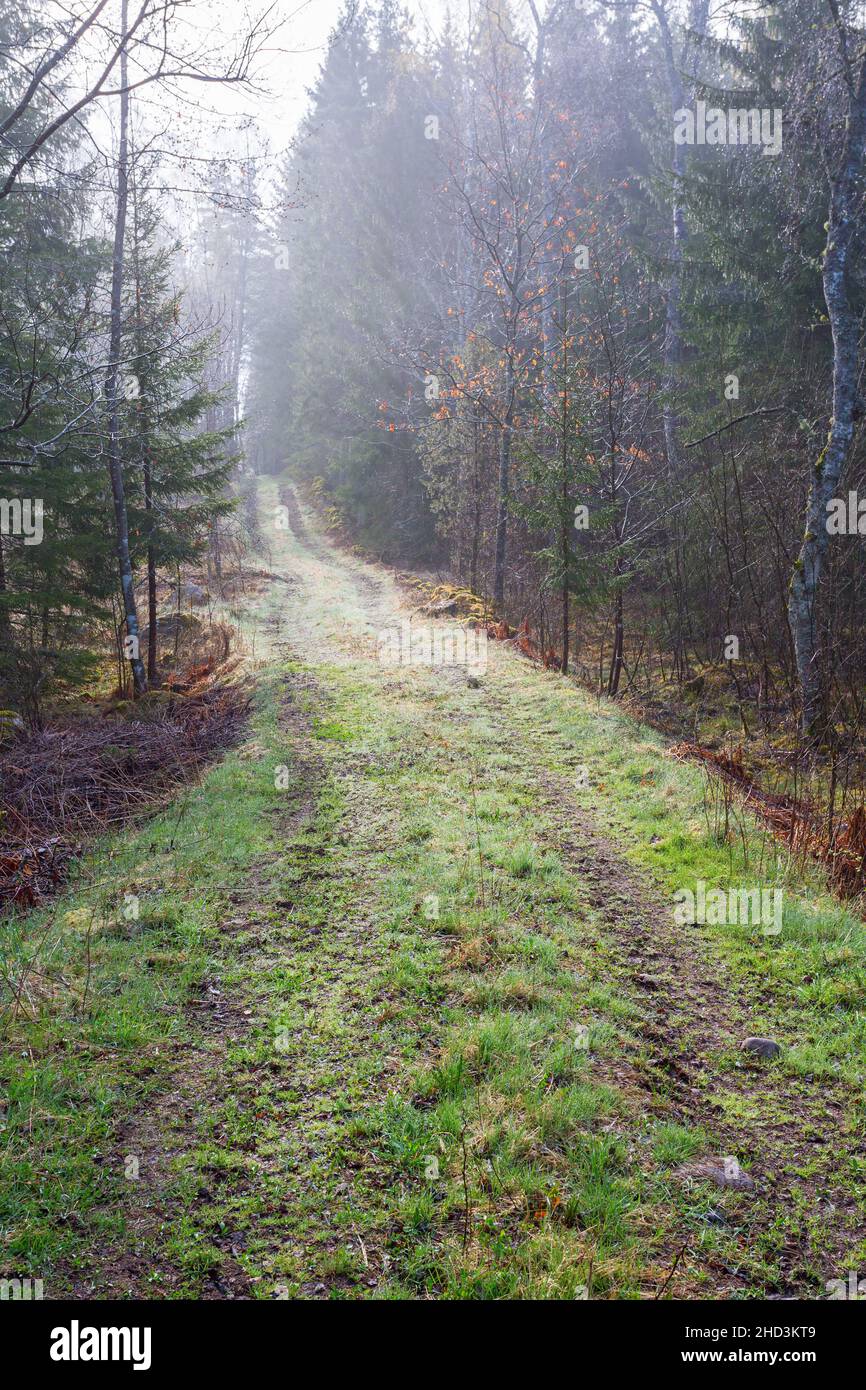 Avec l'herbe de la route dans les bois de l'épaule Banque D'Images