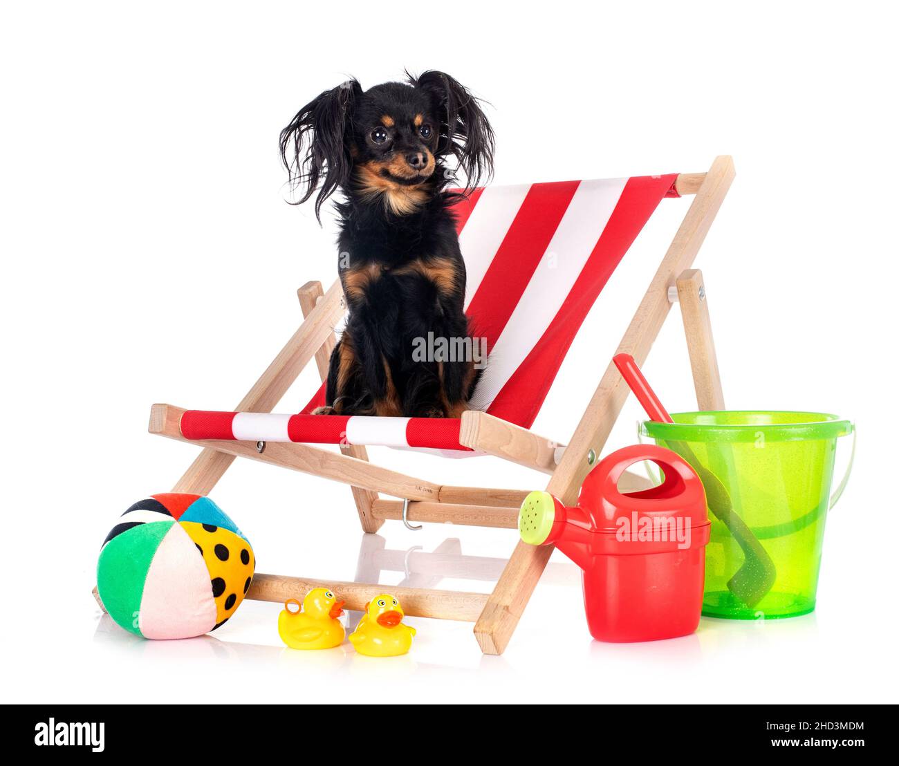 Russkiy Toy in front of white background Banque D'Images
