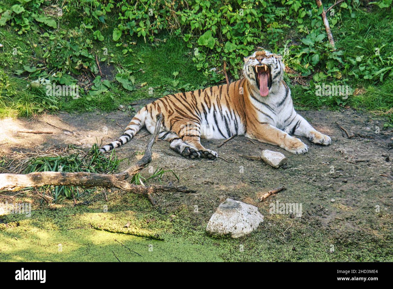 béant de tigre de sibérie reposant sur un pré. puissant chat prédateur.Le plus grand chat du monde et menacé d'extinction Banque D'Images