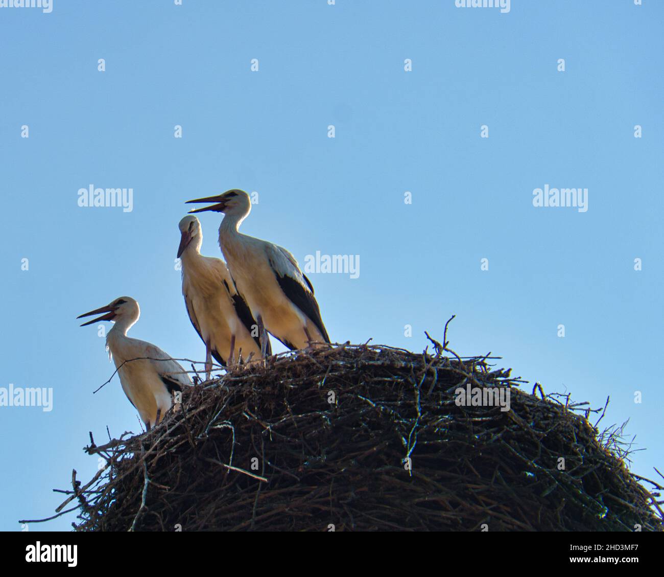 Trois cigognes blanches dans le nid sur une cheminée dans le Brandebourg.Chaque année, les parents viennent ici au printemps pour se reproduire. Banque D'Images