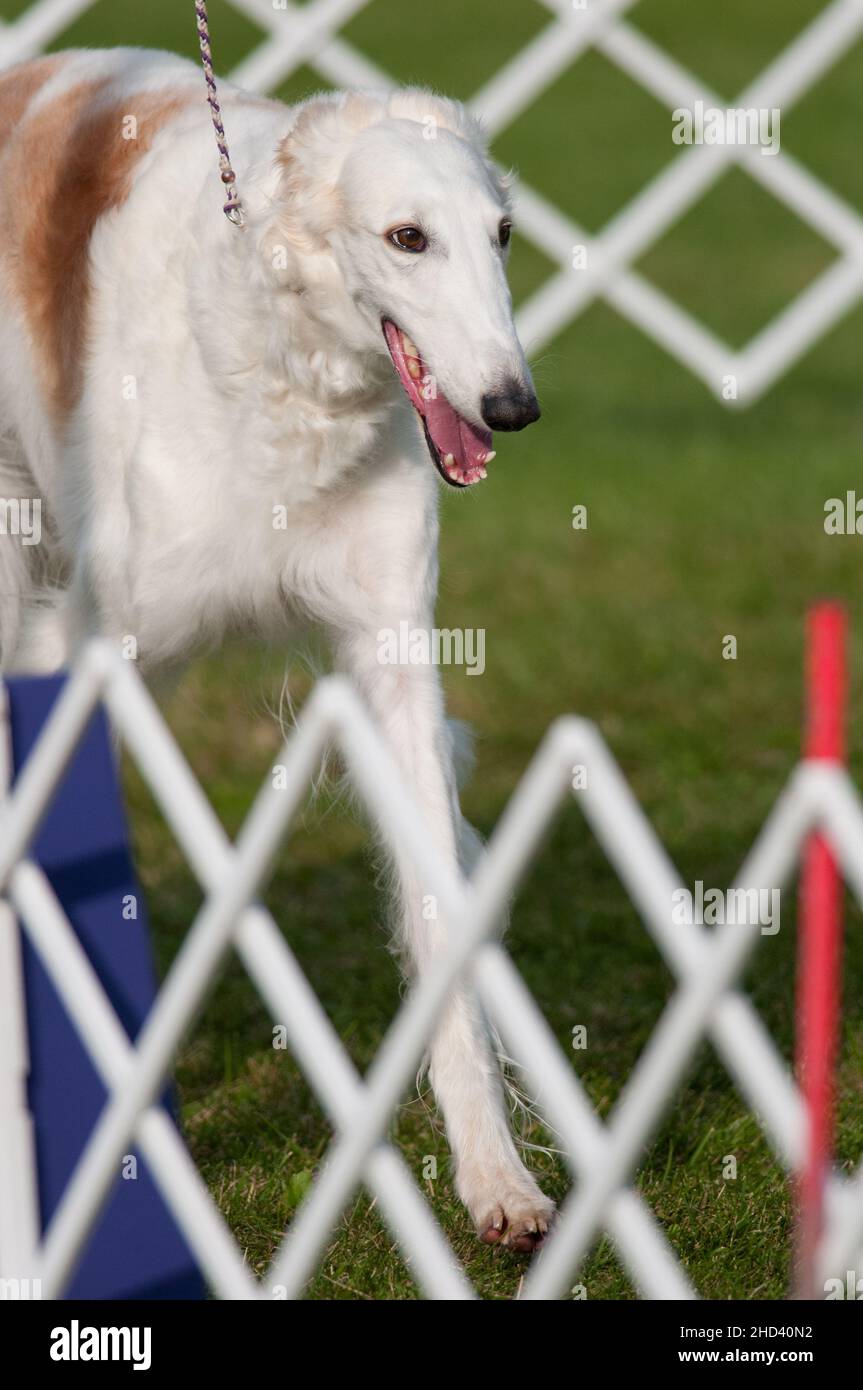 Borzoi marchant le long des clôtures lors d'un spectacle de chiens Banque D'Images