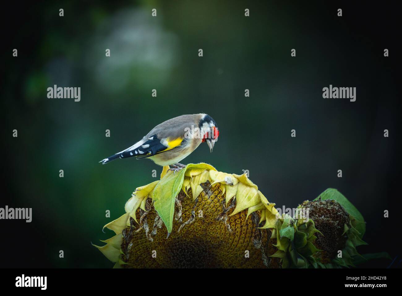 Fotos vom Stieglitz oder Ausch Distelfink genannt im Garten auf Futtersuche an Sonnenblumen.Porträt vom Stieglitz (Distelfink) im Herbst. Banque D'Images