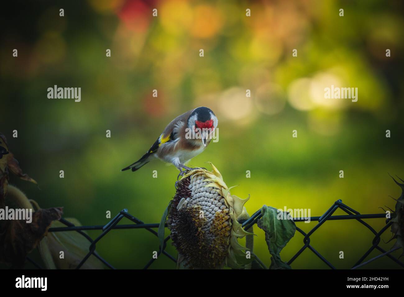 Fotos vom Stieglitz oder Ausch Distelfink genannt im Garten auf Futtersuche an Sonnenblumen.Porträt vom Stieglitz (Distelfink) im Herbst. Banque D'Images