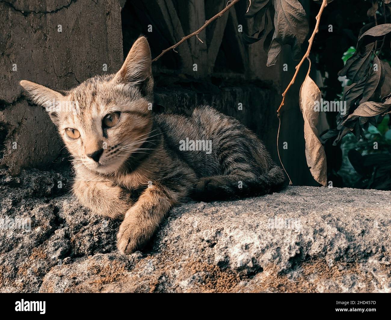 Gros plan d'un chat rayé se prélassant à l'extérieur Banque D'Images