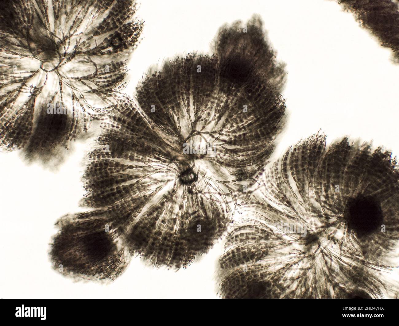 Algues sous vue microscopique, algues rouges d'eau douce, Rhodophyta, fond de Batrachospermum Banque D'Images