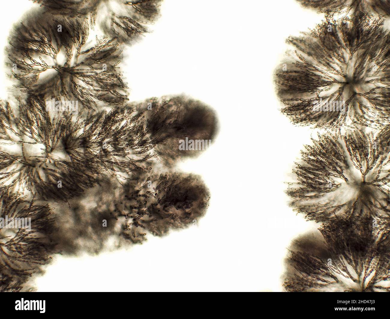 Algues sous vue microscopique, algues rouges d'eau douce, Rhodophyta, fond de Batrachospermum Banque D'Images